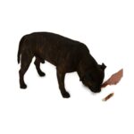 Magnum Duck Roll on Rawhide stick 5-6" 55g 2ks – Obrázok 3