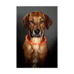 Visio Light svítící obojek 20-75cm Karlie oranový – Obrázok 6