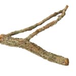 CORK BRANCH S, 30 cm (S-CO72HI)