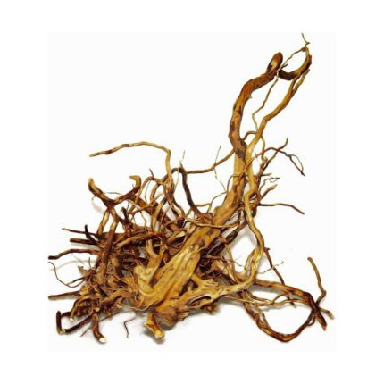 JAPANESE ROOT XXL size 1 piece (S-D128OR)