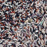 EXTRA MIX pre kanáriky 800 g – Obrázok 2