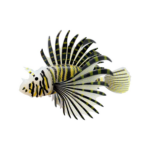 Fluores. ryba 10,5 x 2,5 x 8 cm – Obrázok 4