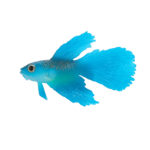 Fluores. ryba 8 x 1,5 x 2 cm – Obrázok 2